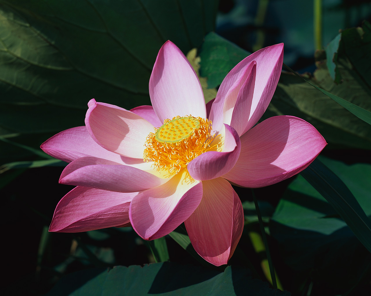Lotus Flower Stock Images